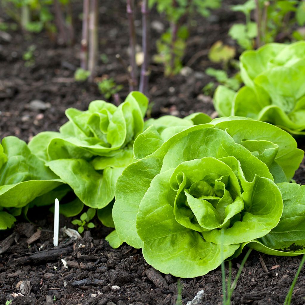 Laitue pommée Reine de Mai - Lactuca sativa