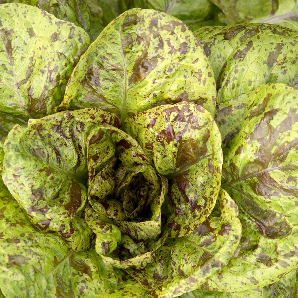 Laitue romaine Forellenschluss - Graines