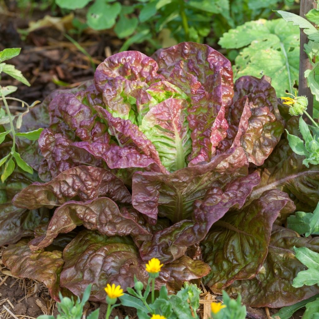 Laitue pommée Merveille des 4 saisons BIO