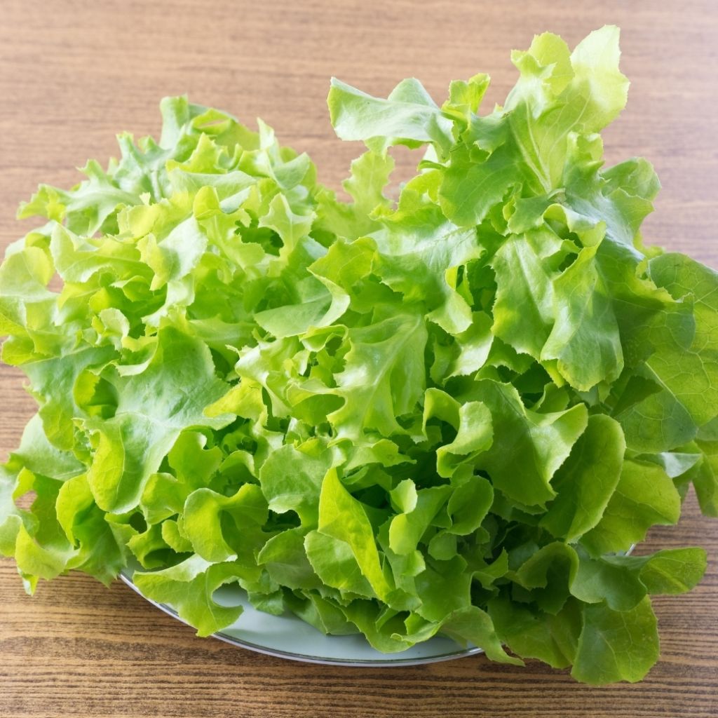 Laitue à couper Salad Bowl verte - Vilmorin