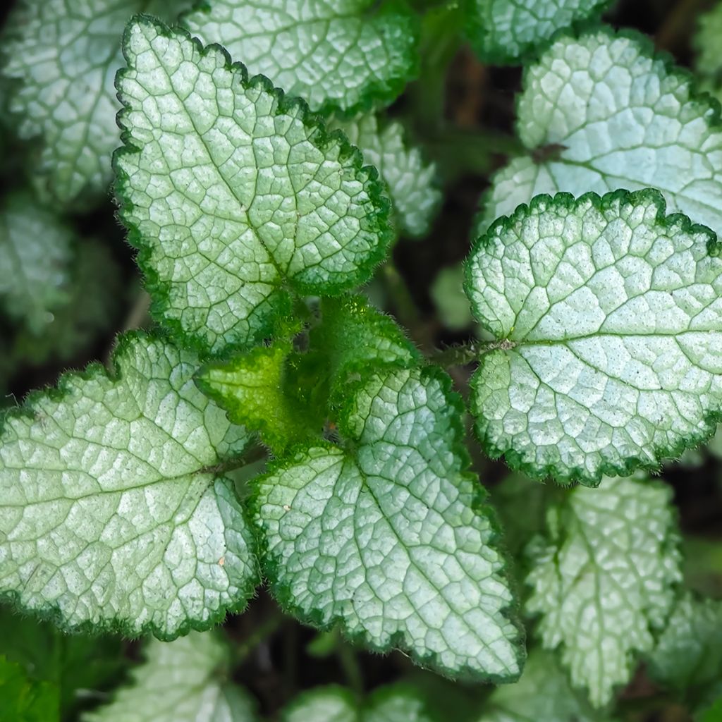 Lamium maculatum Beacon Silver - Lamier argenté rose magenta