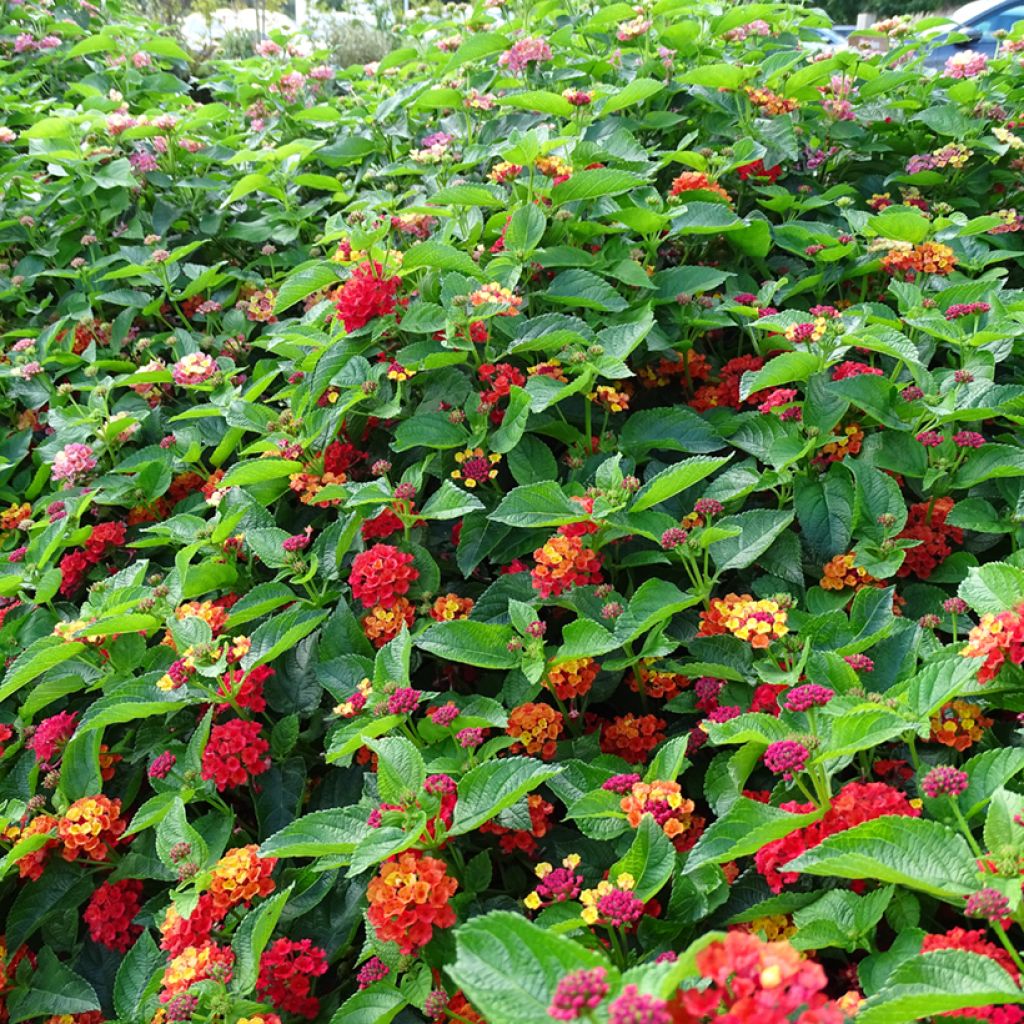 Lantana Bloomify Red