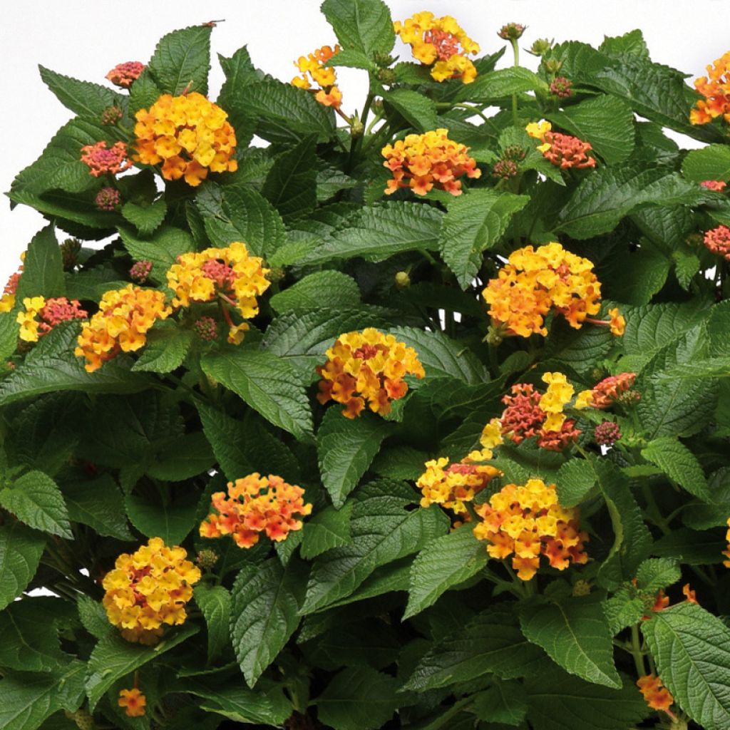 Lantana Bloomify Orange