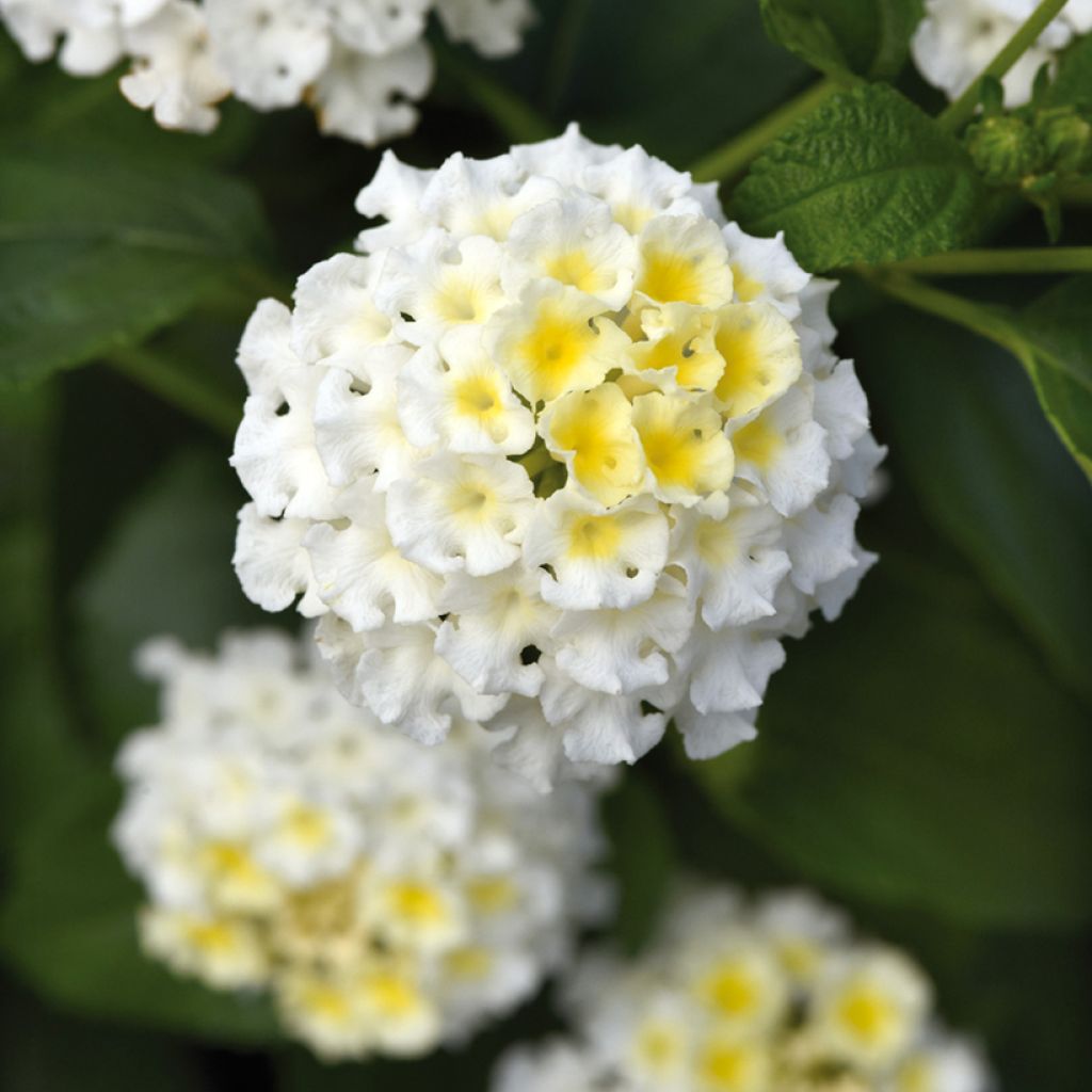 Lantana Bloomify White