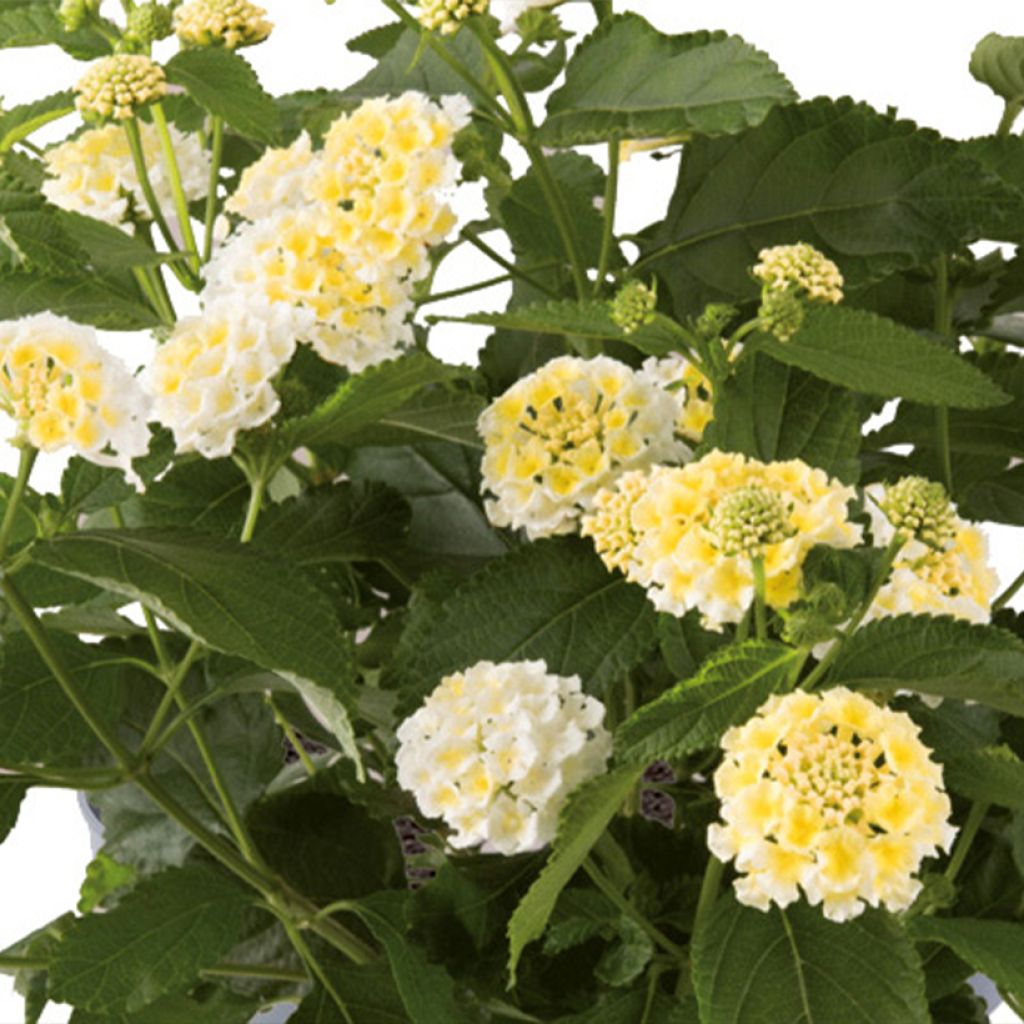 Lantana Bloomify White