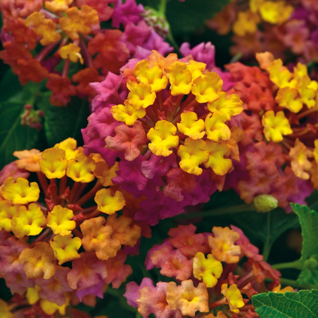 Lantana PassionFruit