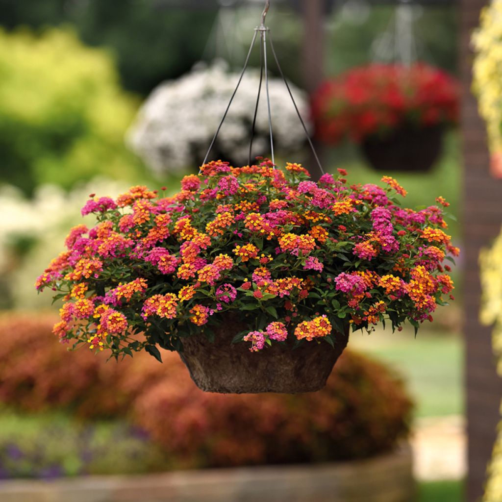 Lantana PassionFruit