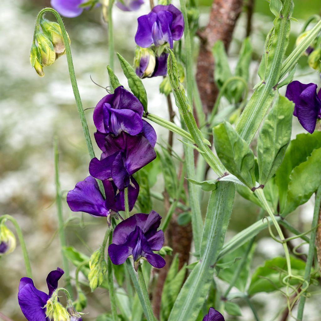 Graines de Pois de senteur Blue Velvet - Lathyrus odoratus