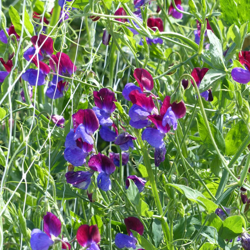 Graines de Pois de senteur Cupani - Lathyrus odoratus 
