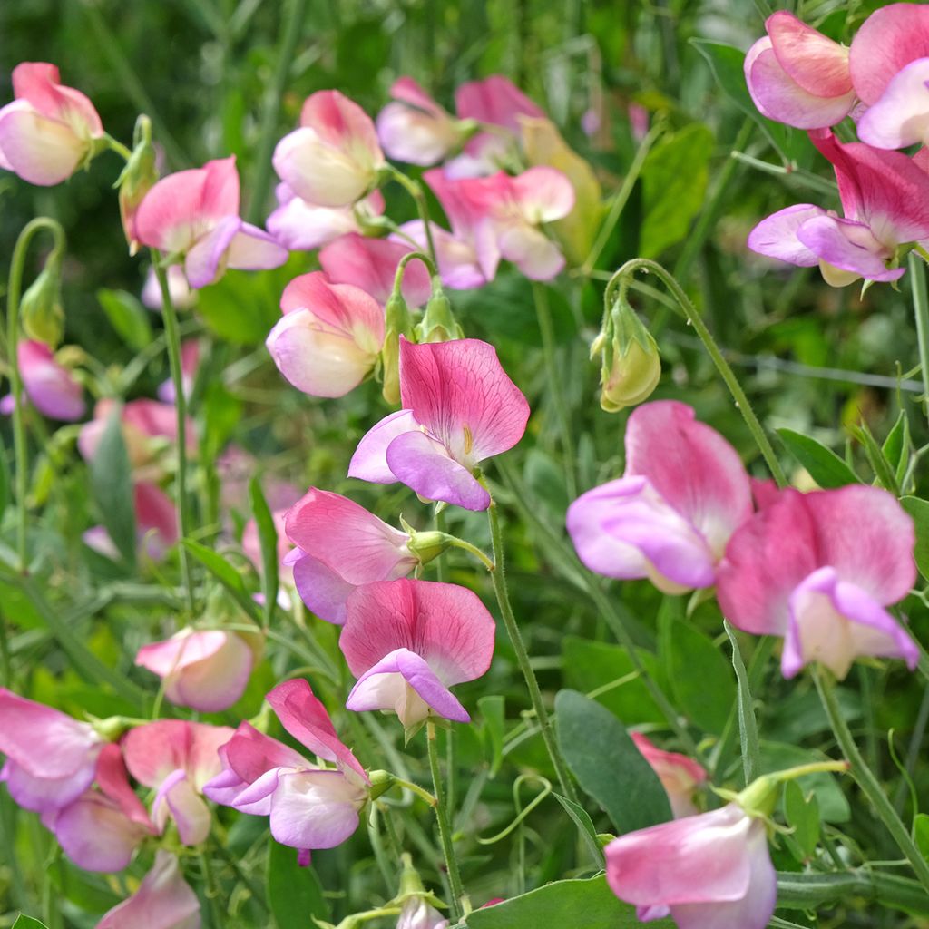 Graines de Pois de Senteur Spanish Dancer - Lathyrus odoratus