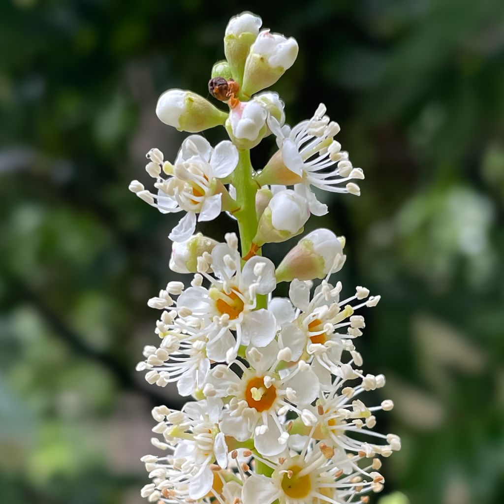 Laurier cerise - Prunus laurocerasus Novita