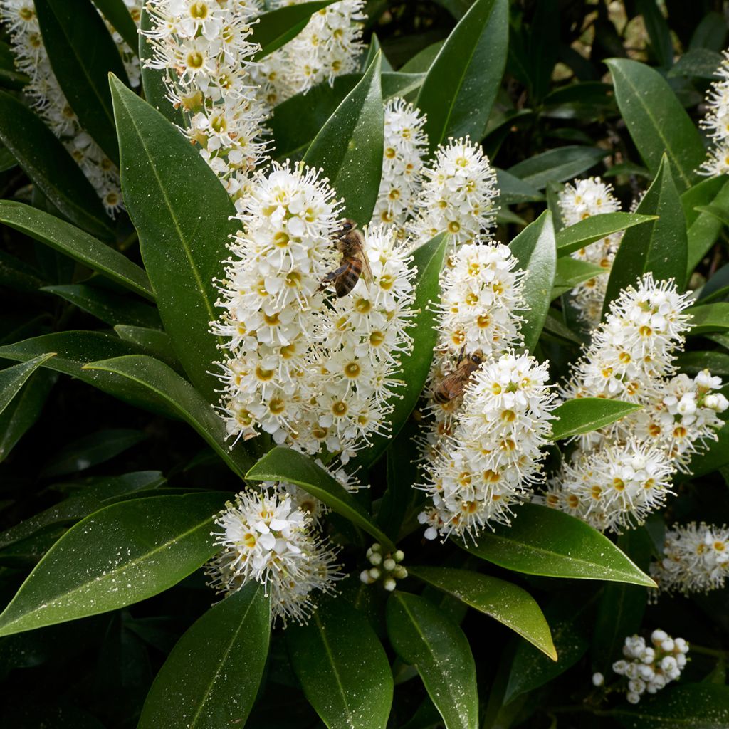 Laurier cerise - Prunus laurocerasus Otto Luyken 