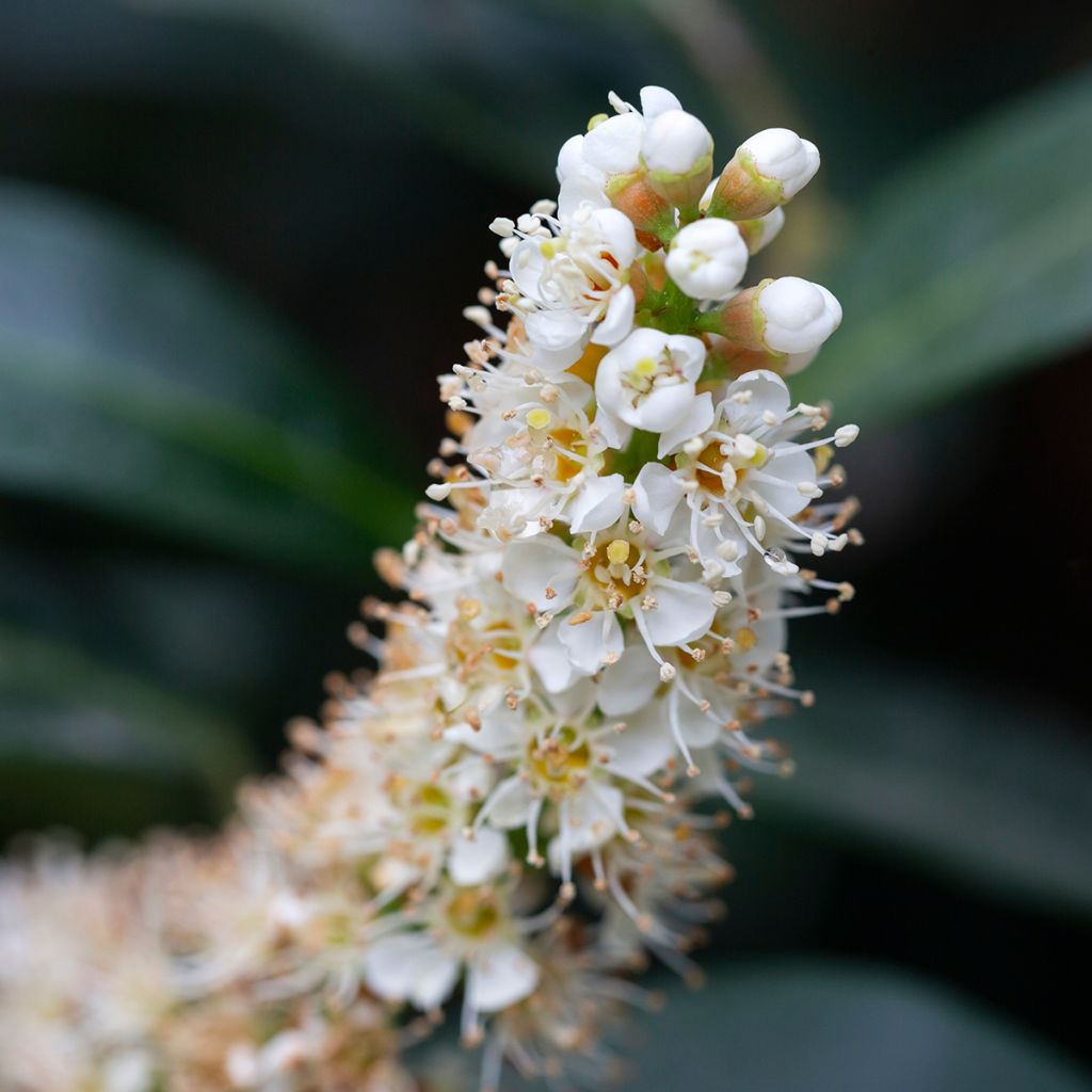Laurier cerise - Prunus laurocerasus Otto Luyken 