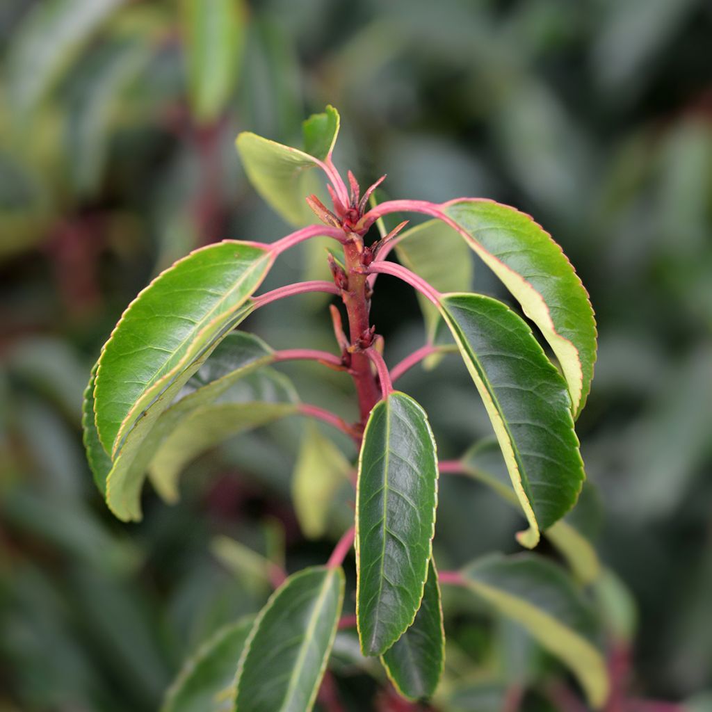 Laurier du Portugal, Prunus lusitanica Angustifolia 