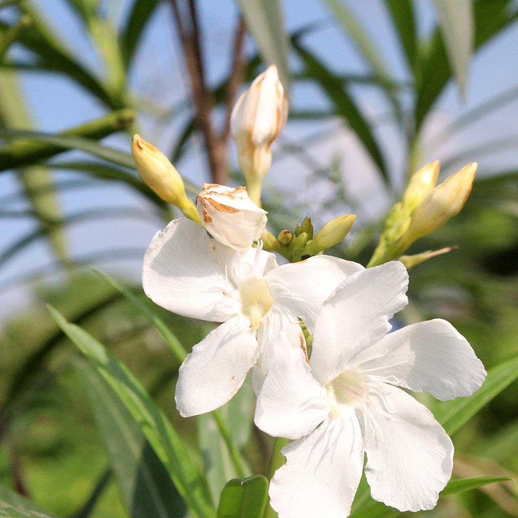 Laurier rose Alsace - Nerium oleander