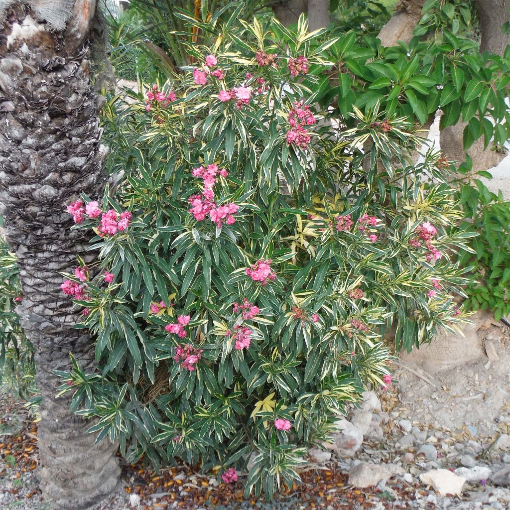 Laurier rose Variegata - Nerium oleander