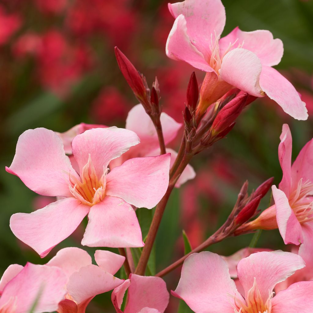 Laurier-rose Tito Poggi – Nerium oleander
