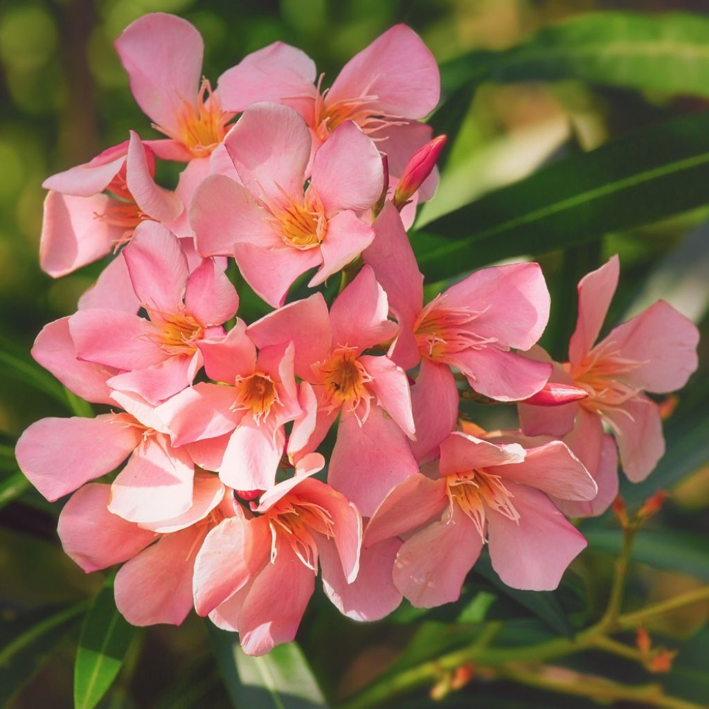 Laurier rose Soleil Levant - Nerium oleander
