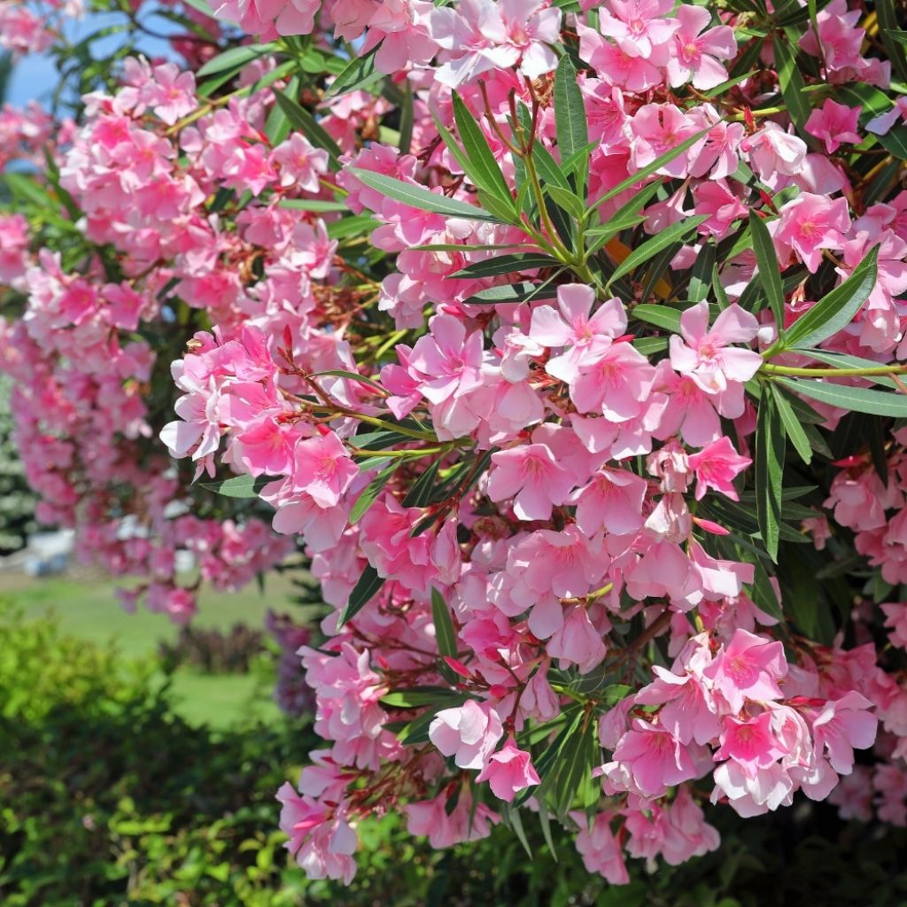 Laurier rose - Nerium oleander Rose