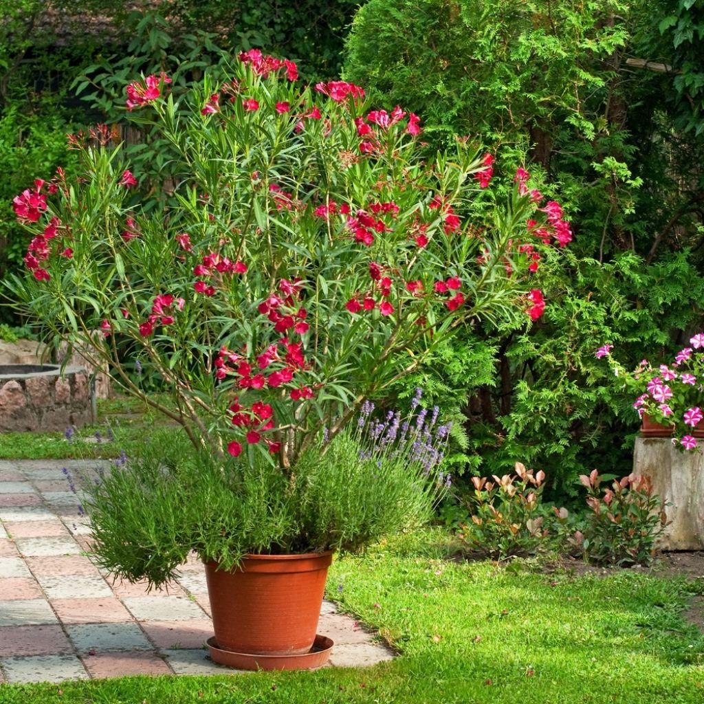 Laurier rose - Nerium oleander Rouge Simple