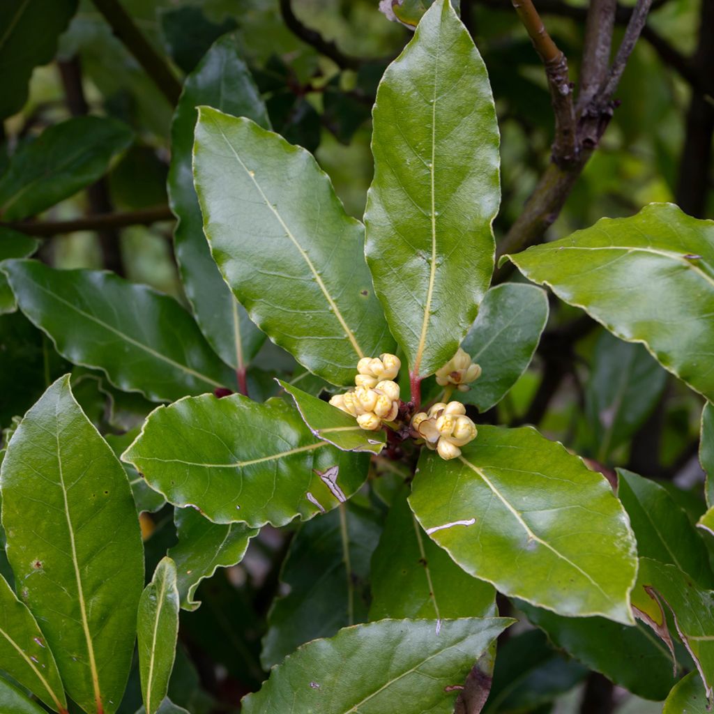 Laurier sauce De Jerusalem - Laurus nobilis