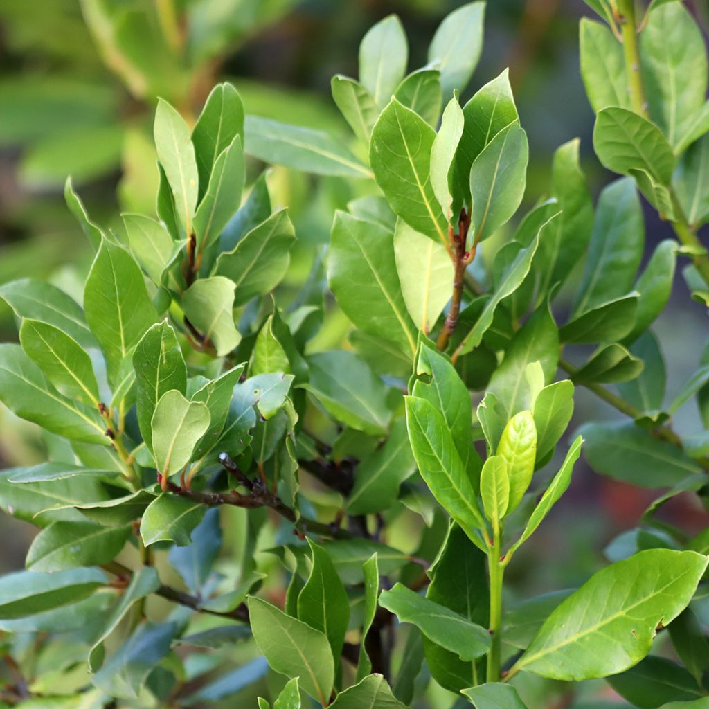 Laurier sauce De Jerusalem - Laurus nobilis