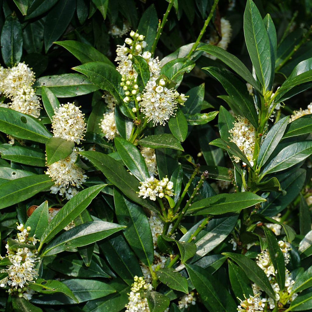 Laurier sauce De Jerusalem - Laurus nobilis