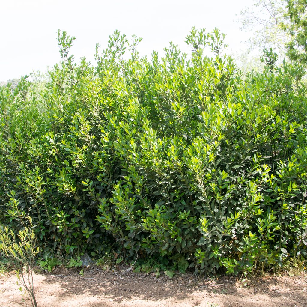 Laurier sauce De Jerusalem - Laurus nobilis