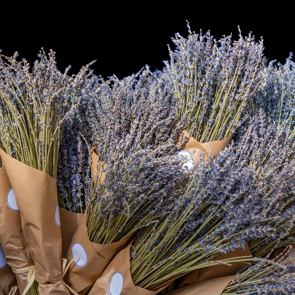 Lavande Vraie - Lavandula officinalis