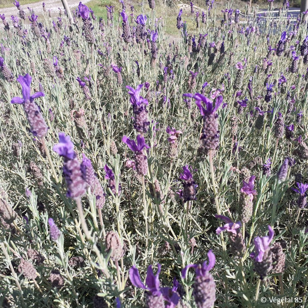 Lavande papillon Madrid Purple - Lavandula stoechas