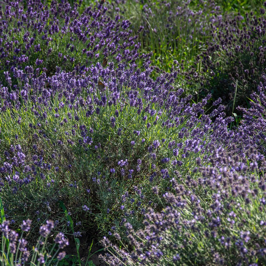 Lavande vraie - Lavandula angustifolia Havana