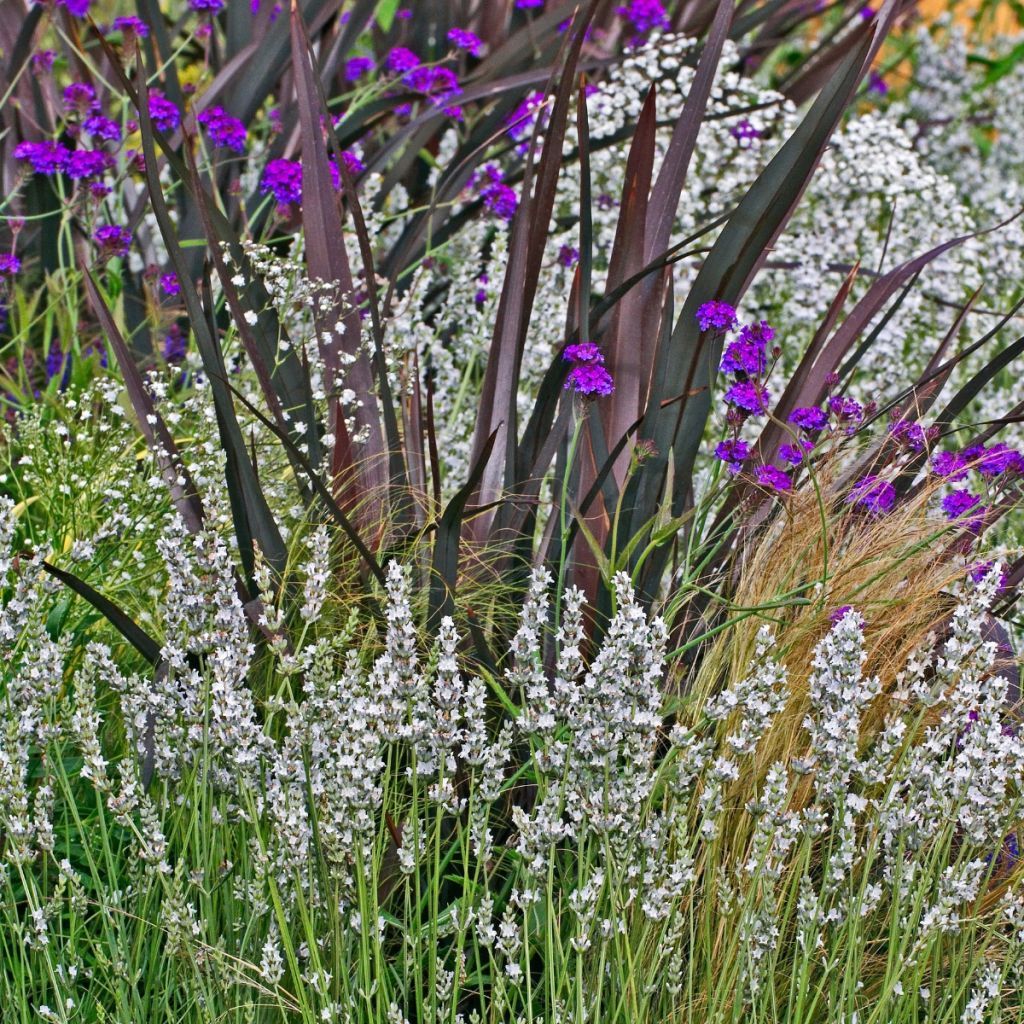 Lavande vraie - Lavandula angustifolia Alba
