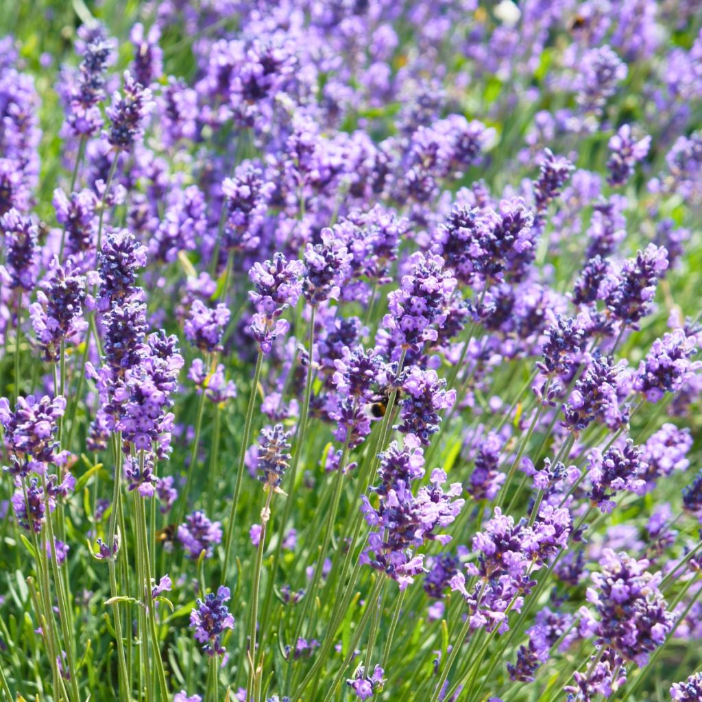Lavande vraie - Lavandula angustifolia Hidcote