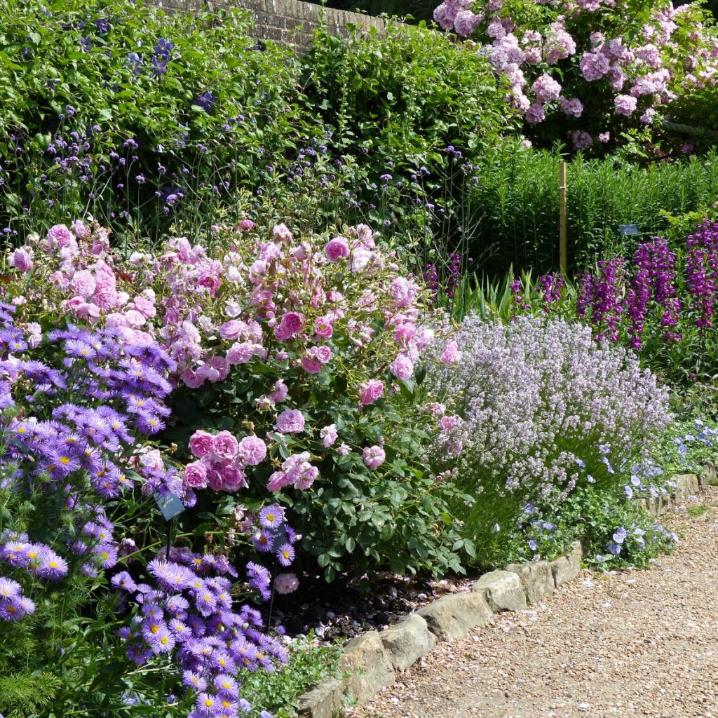 Lavande vraie - Lavandula angustifolia Rosea