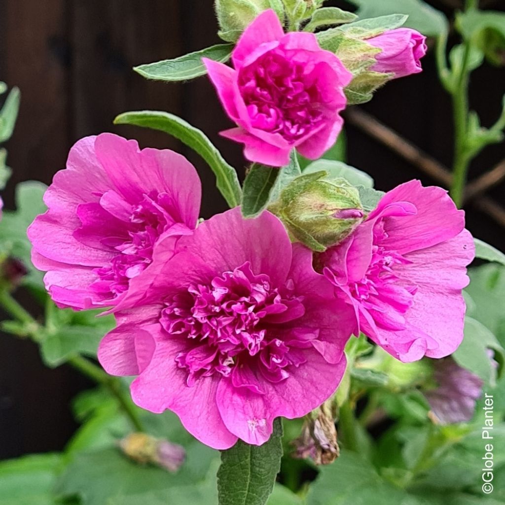Lavatera Princess Pink - Lavatère arbustive
