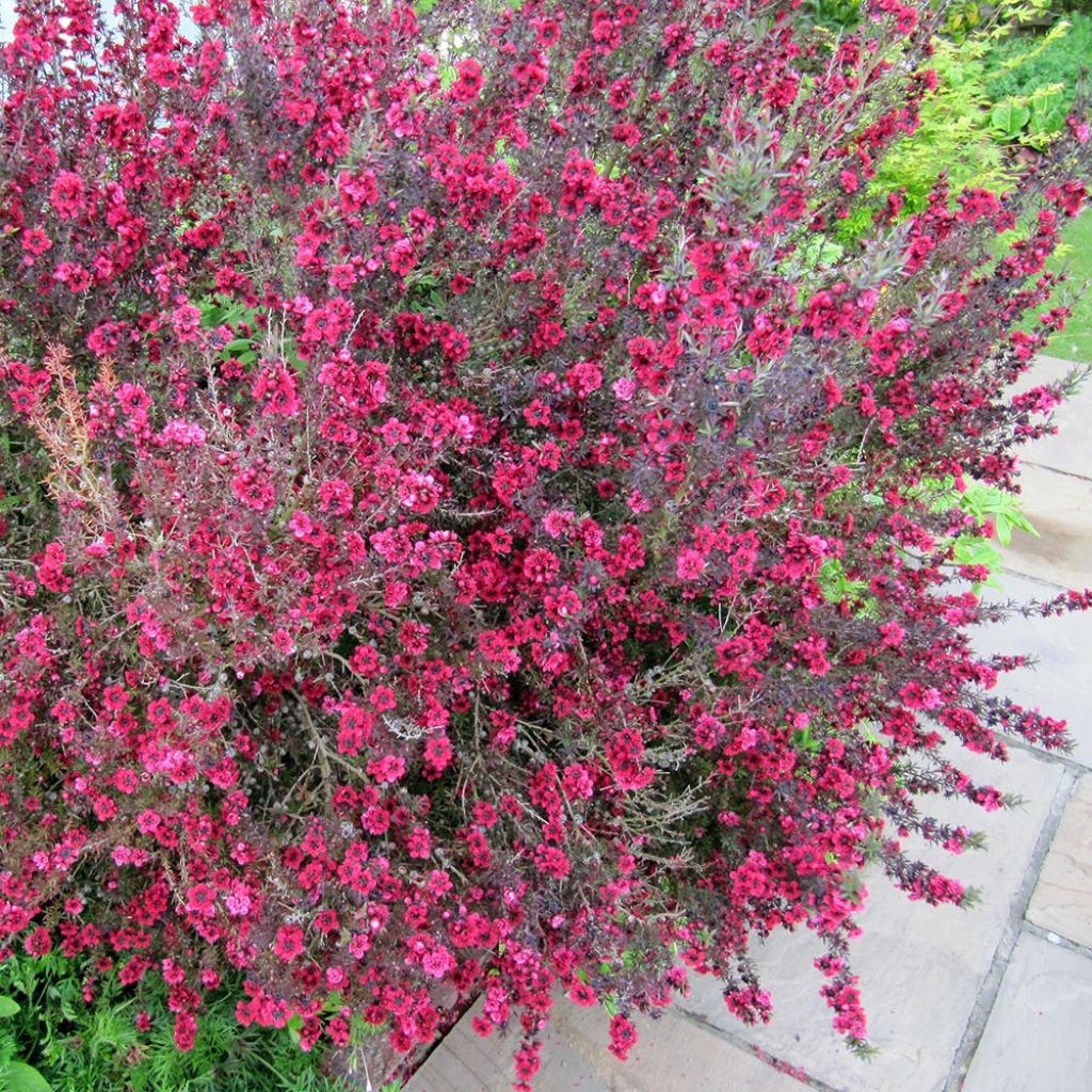 Leptospermum Coral candy - Arbre à thé
