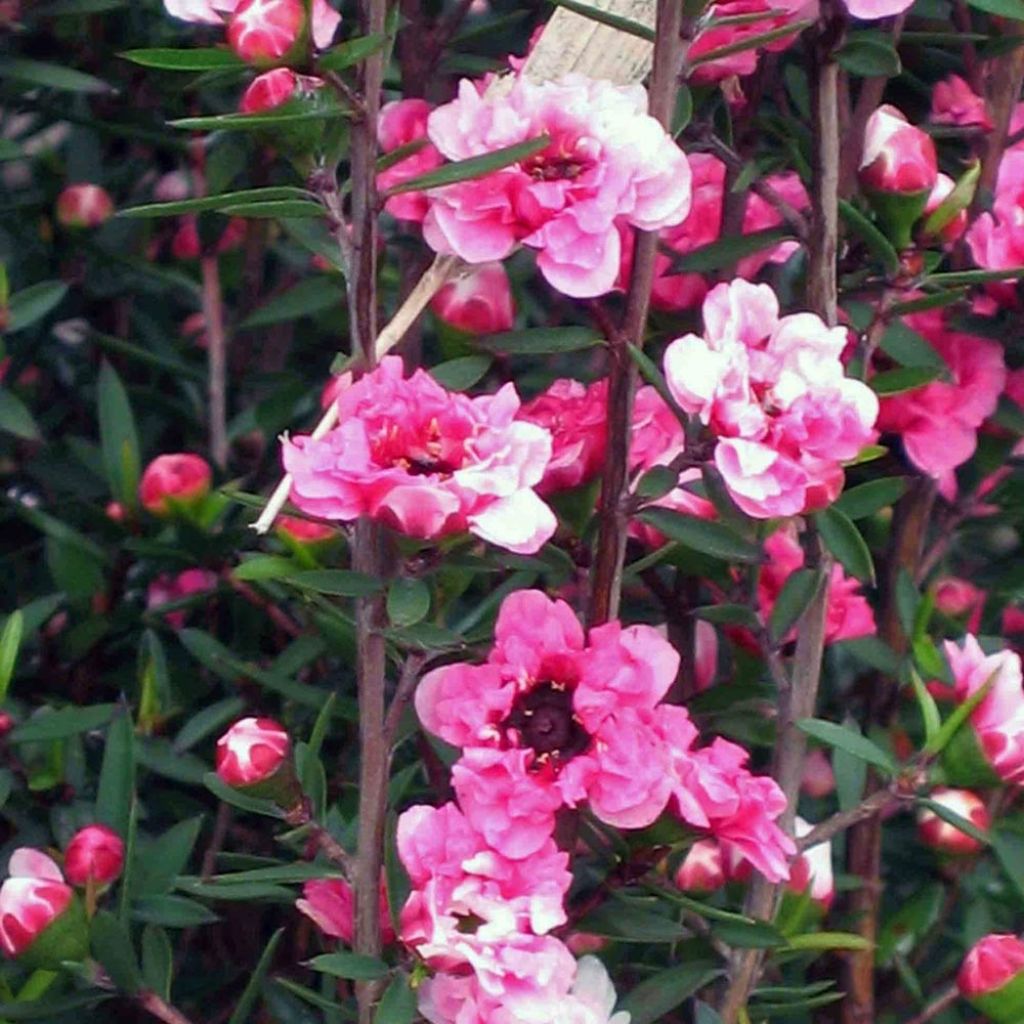 Leptospermum Coral candy - Arbre à thé