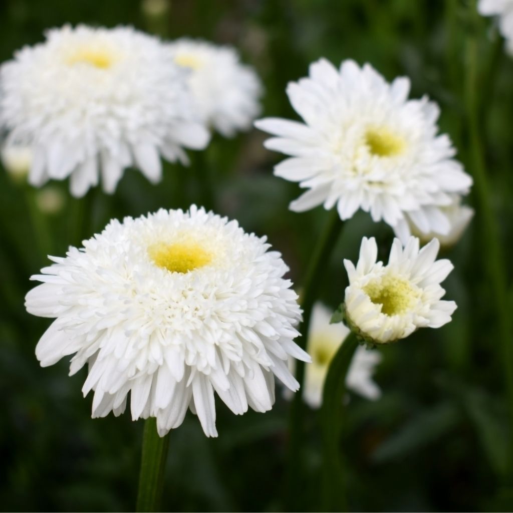 Leucanthemum superbum Wirral Supreme - Grande Marguerite