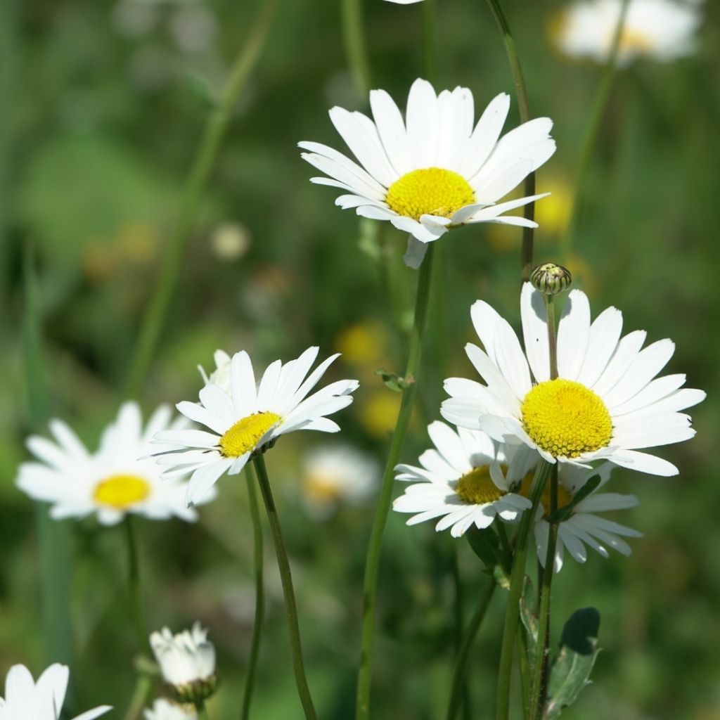 Leucanthemum vulgare - Marguerite commune.