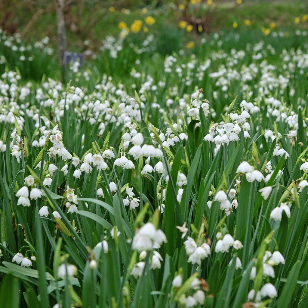 Nivéole d'été - Leucojum aestivum Bridesmaid 