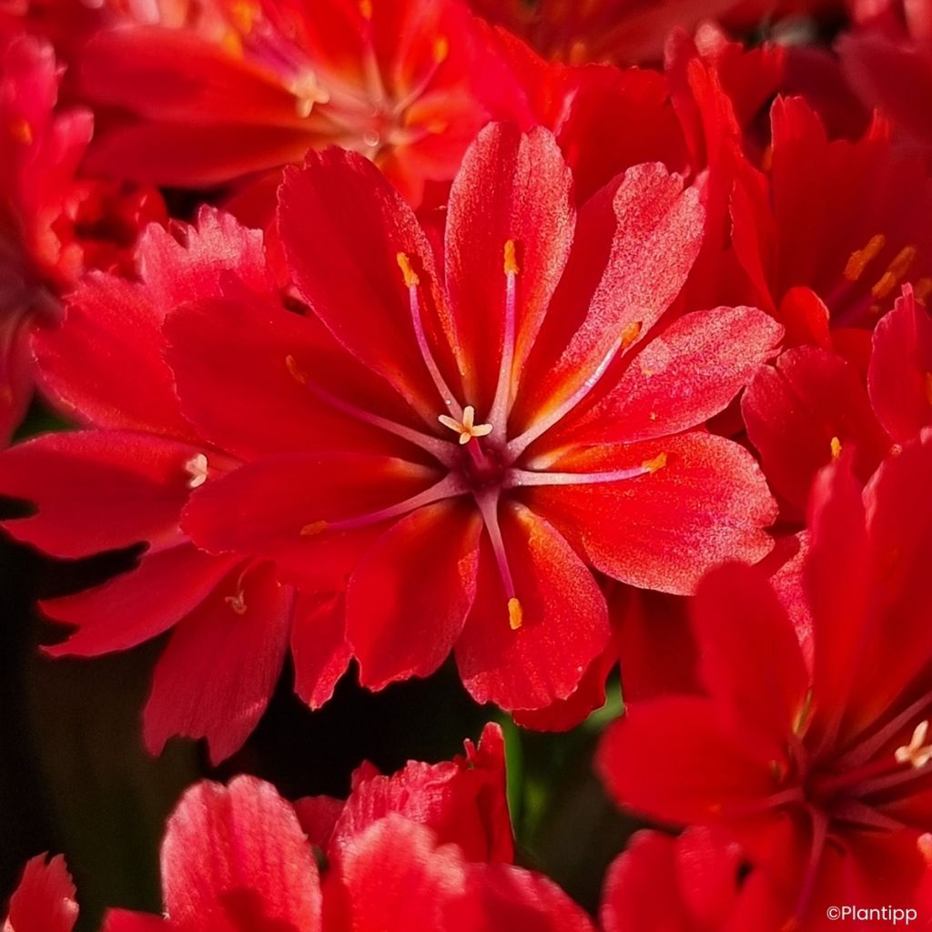 Lewisia Sunset Glow