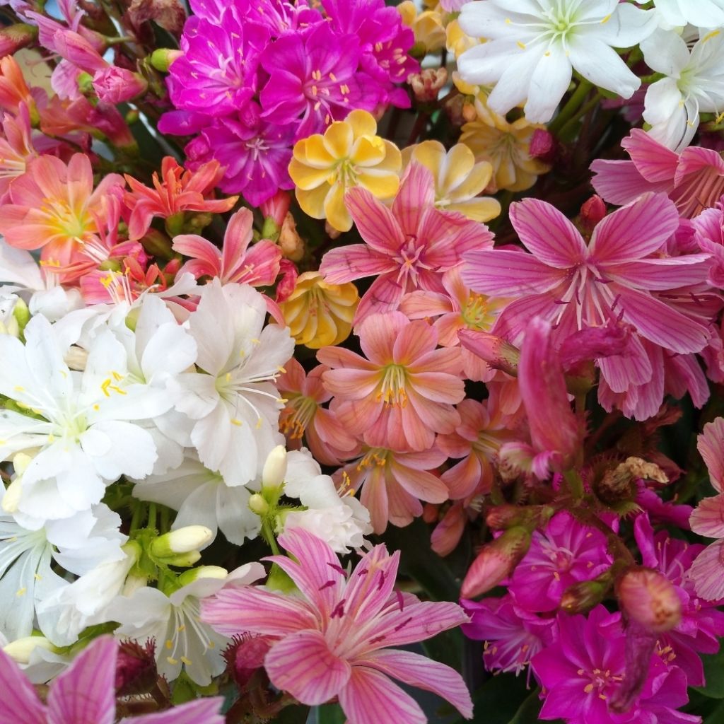 Lewisia cotyledon en mélange