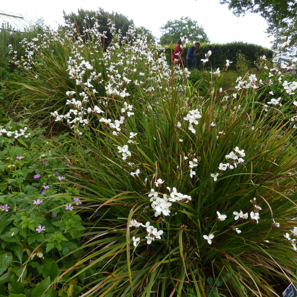 Libertia formosa - Iris du Chili