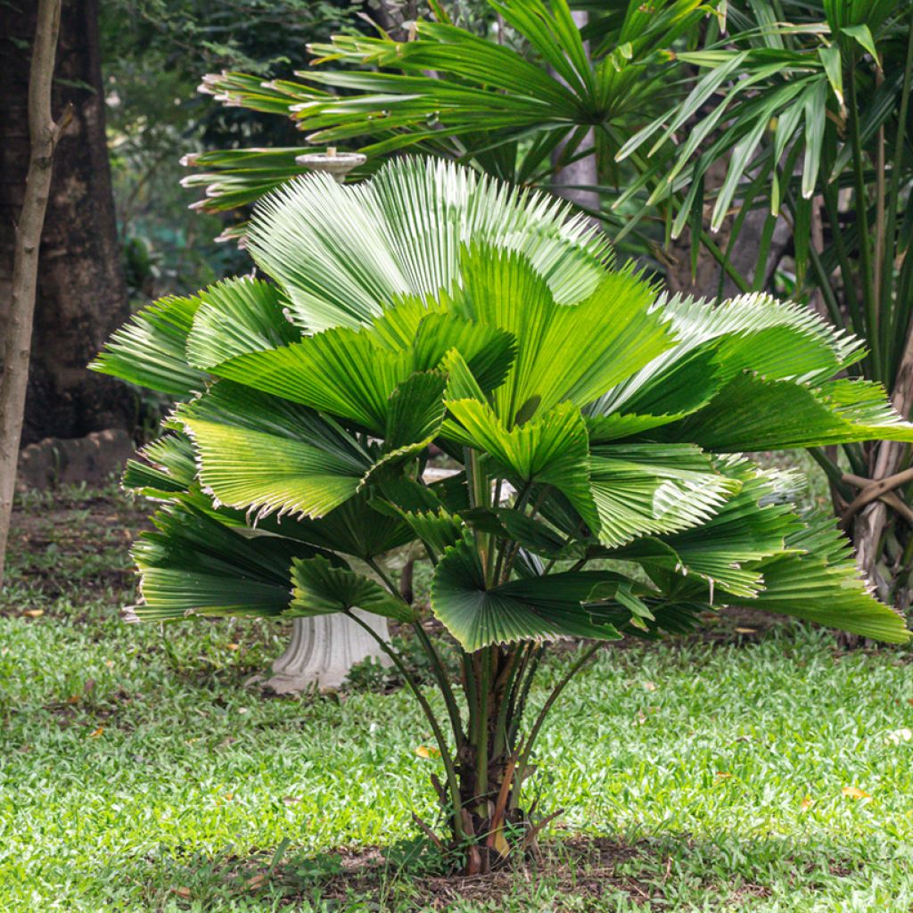 Licuala grandis - Palmier cuillère