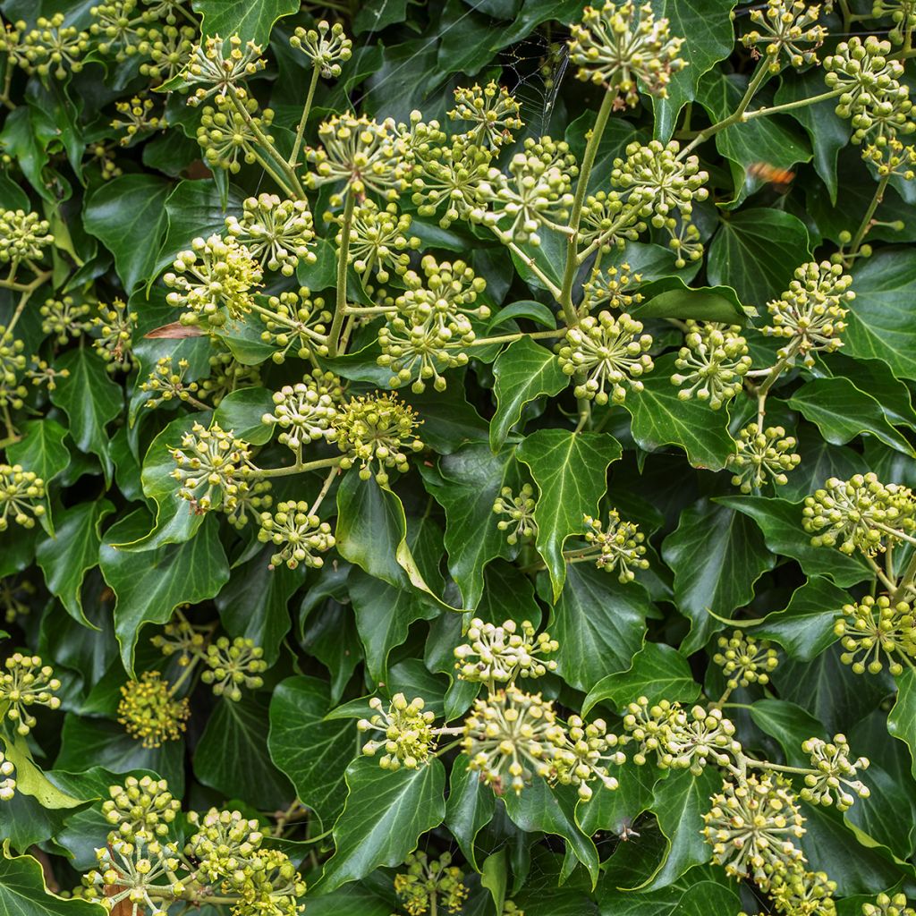 Lierre arbustif - Hedera helix Arborescens