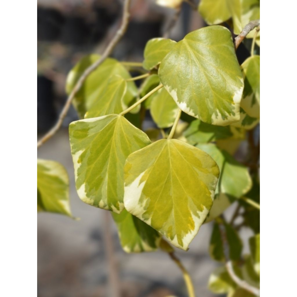 Lierre de Colchide - Hedera colchica Dentata Variegata