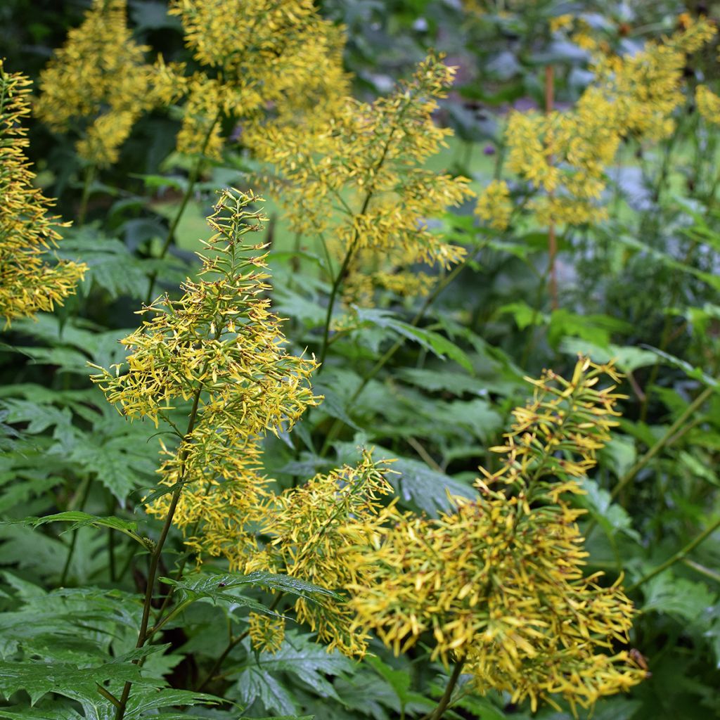 Ligulaire - Ligularia tangutica