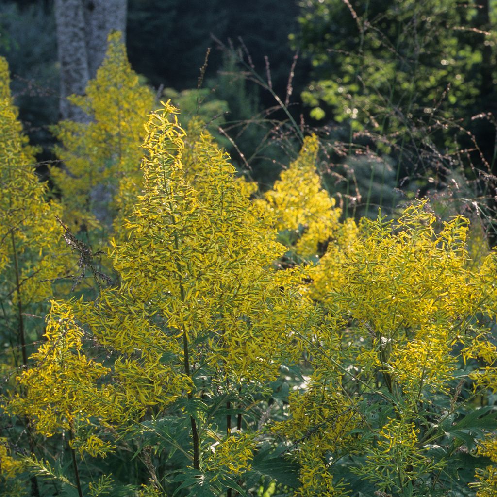 Ligulaire - Ligularia tangutica