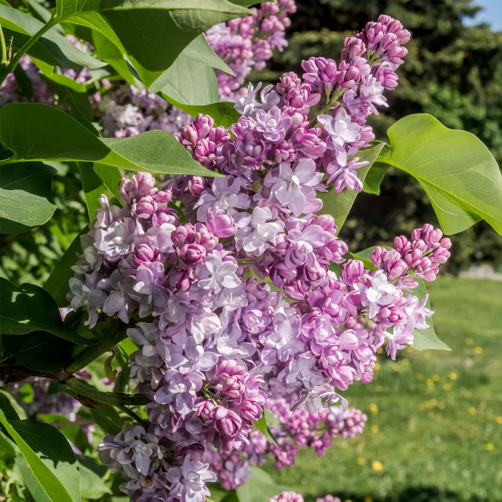 Lilas commun - Syringa vulgaris Kindy Rose