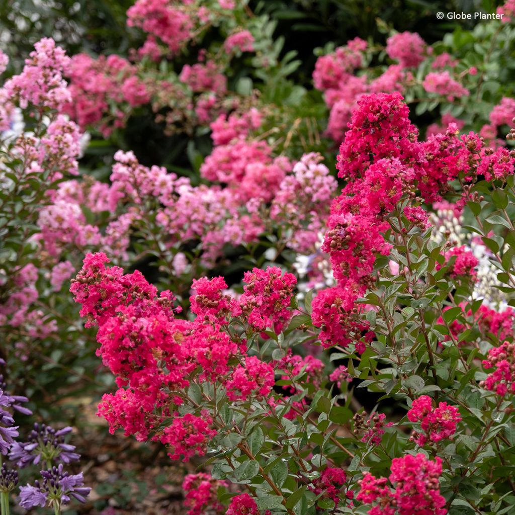 Lilas des Indes - Lagerstroemia Gourmet Red red Wine